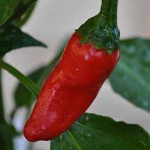 Piment Chimayo