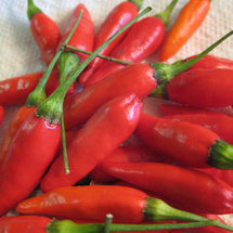 Piment tabasco